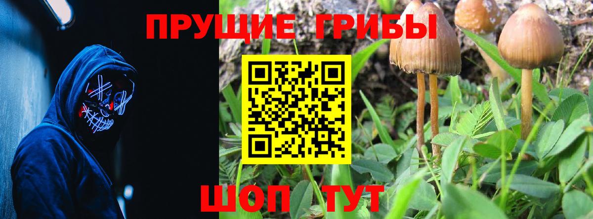 Псилоцибиновые грибы Psilocybe Советск